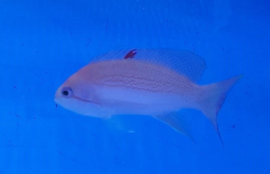 Pseudanthias luzonensis