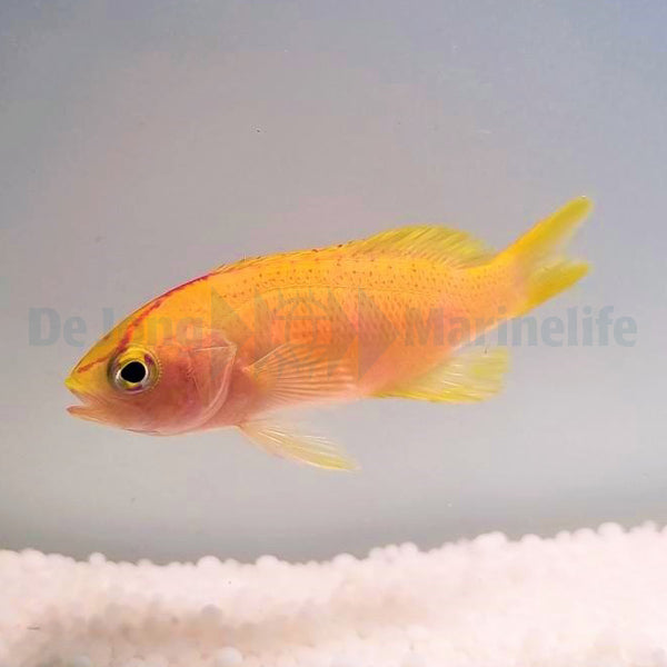 Pyronotanthias parvirostris (female)