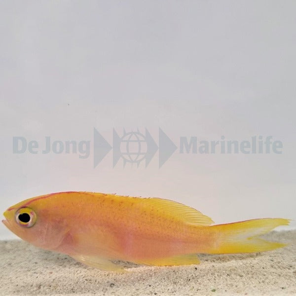 Pyronotanthias parvirostris (female)
