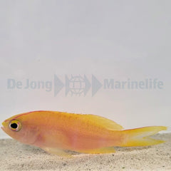 Pyronotanthias parvirostris (female)