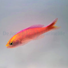 Pyronotanthias parvirostris (male)