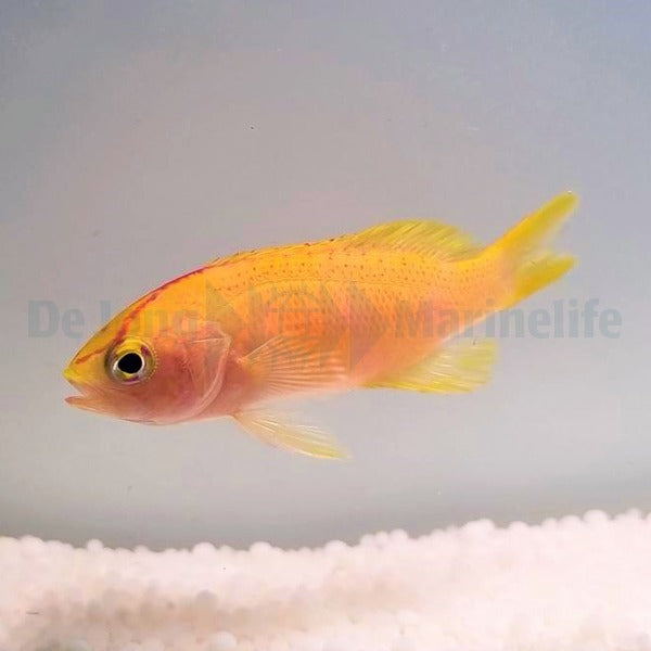Pyronotanthias parvirostris (female)