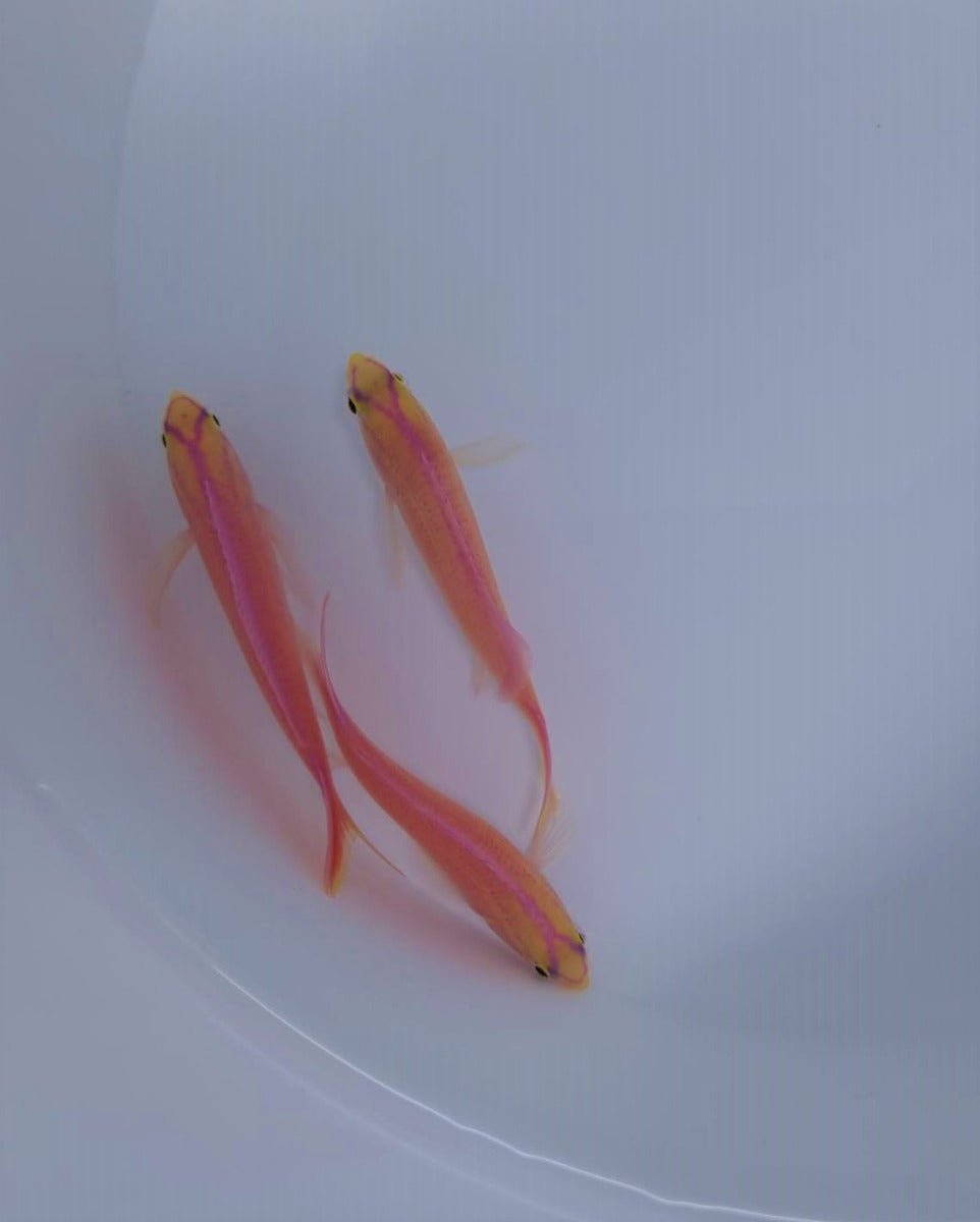 Pyronotanthias parvirostris (male)