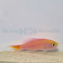 Pyronotanthias parvirostris (male)
