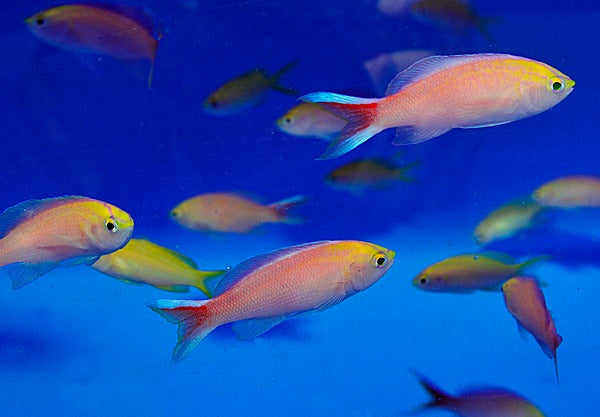 Pyronotanthias parvirostris (male)
