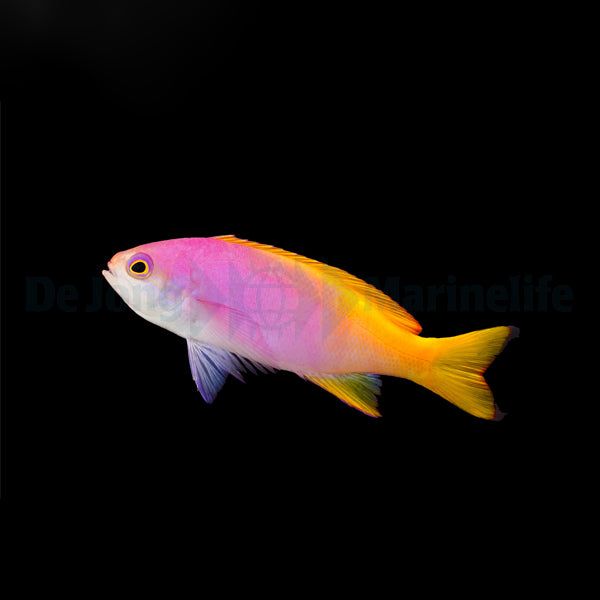 Pseudanthias pictilis (female)