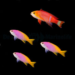 Pseudanthias pictilis (male)
