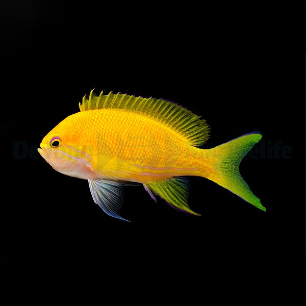 Pseudanthias pleurotaenia (female)