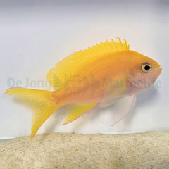 Pseudanthias pleurotaenia (female)