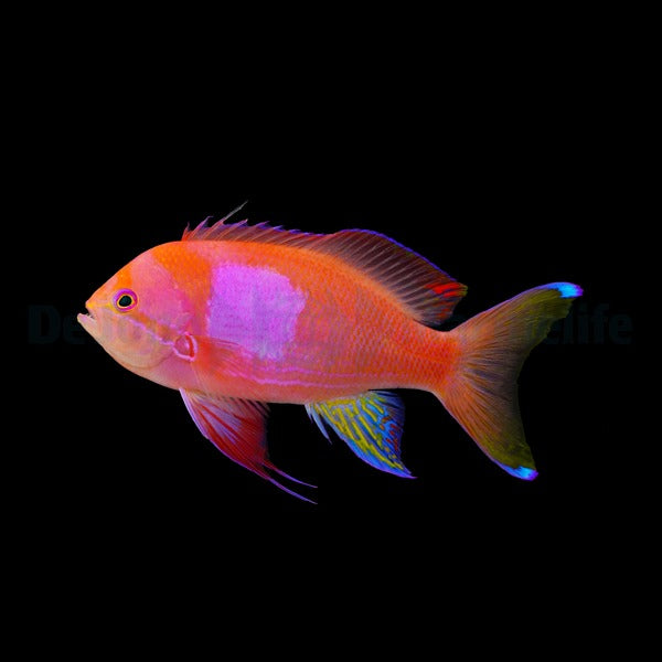 Pseudanthias pleurotaenia (male)
