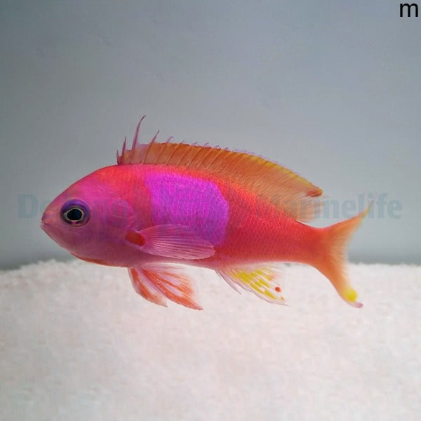 Pseudanthias pleurotaenia (male)