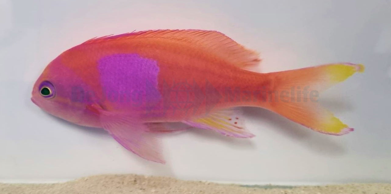 Pseudanthias pleurotaenia (male)
