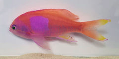 Pseudanthias pleurotaenia (male)