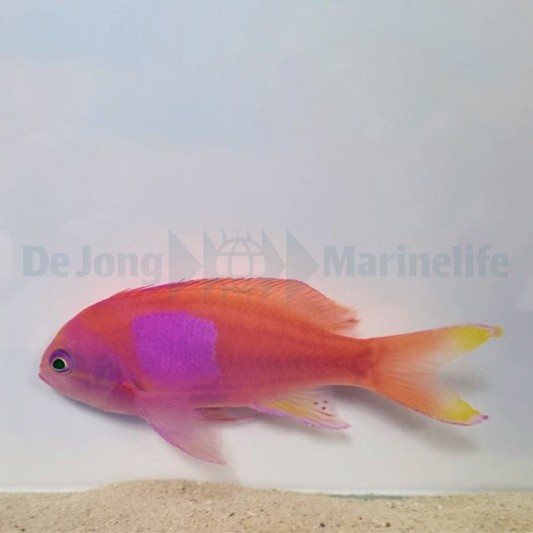 Pseudanthias pleurotaenia (male)