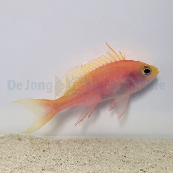 Pseudanthias pulcherrimus (female)