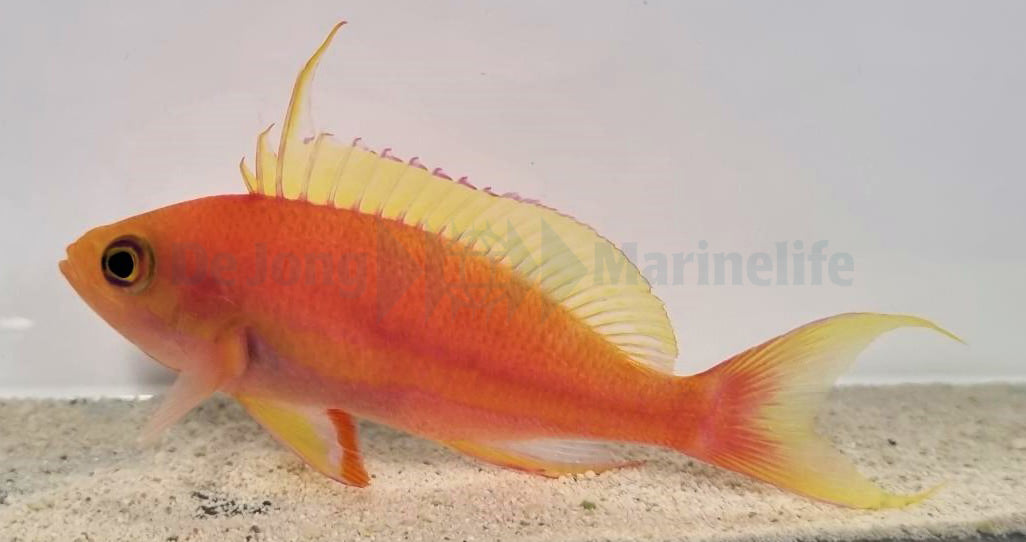 Pseudanthias pulcherrimus (male)
