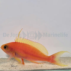 Pseudanthias pulcherrimus (male)