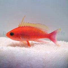 Pseudanthias pulcherrimus (male)