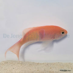 Pseudanthias rubrizonatus