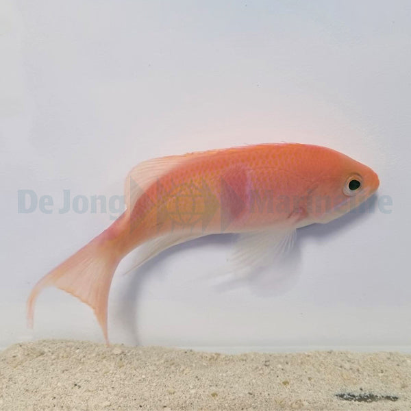 Pseudanthias rubrizonatus