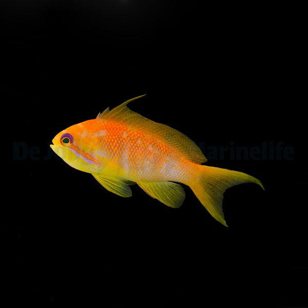 Pseudanthias squamipinnis (female)