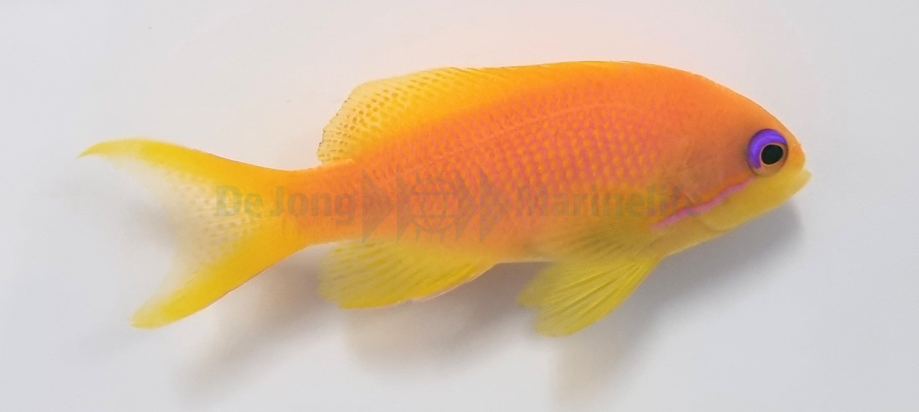 Pseudanthias squamipinnis (female)