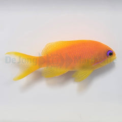 Pseudanthias squamipinnis (female)