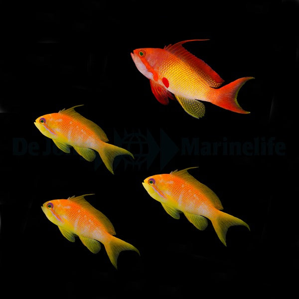 Pseudanthias squamipinnis (female)