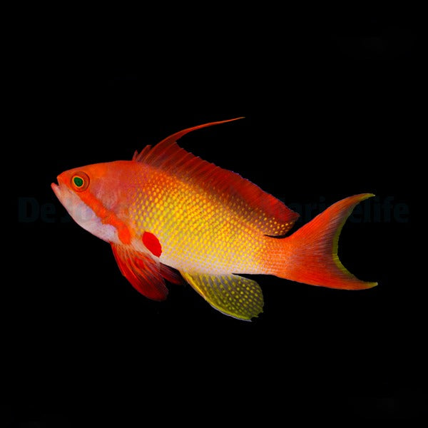 Pseudanthias squamipinnis (male)