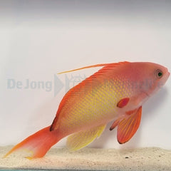 Pseudanthias squamipinnis (male)