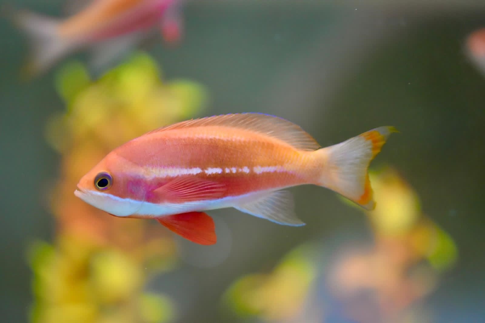 Pseudanthias taeniatus (male)