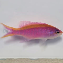 Mirolabrichthys tuka (female)