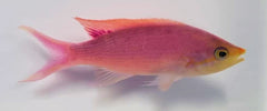 Mirolabrichthys tuka (male)
