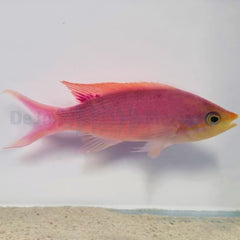 Mirolabrichthys tuka (male)