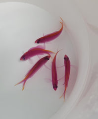 Mirolabrichthys tuka (female)