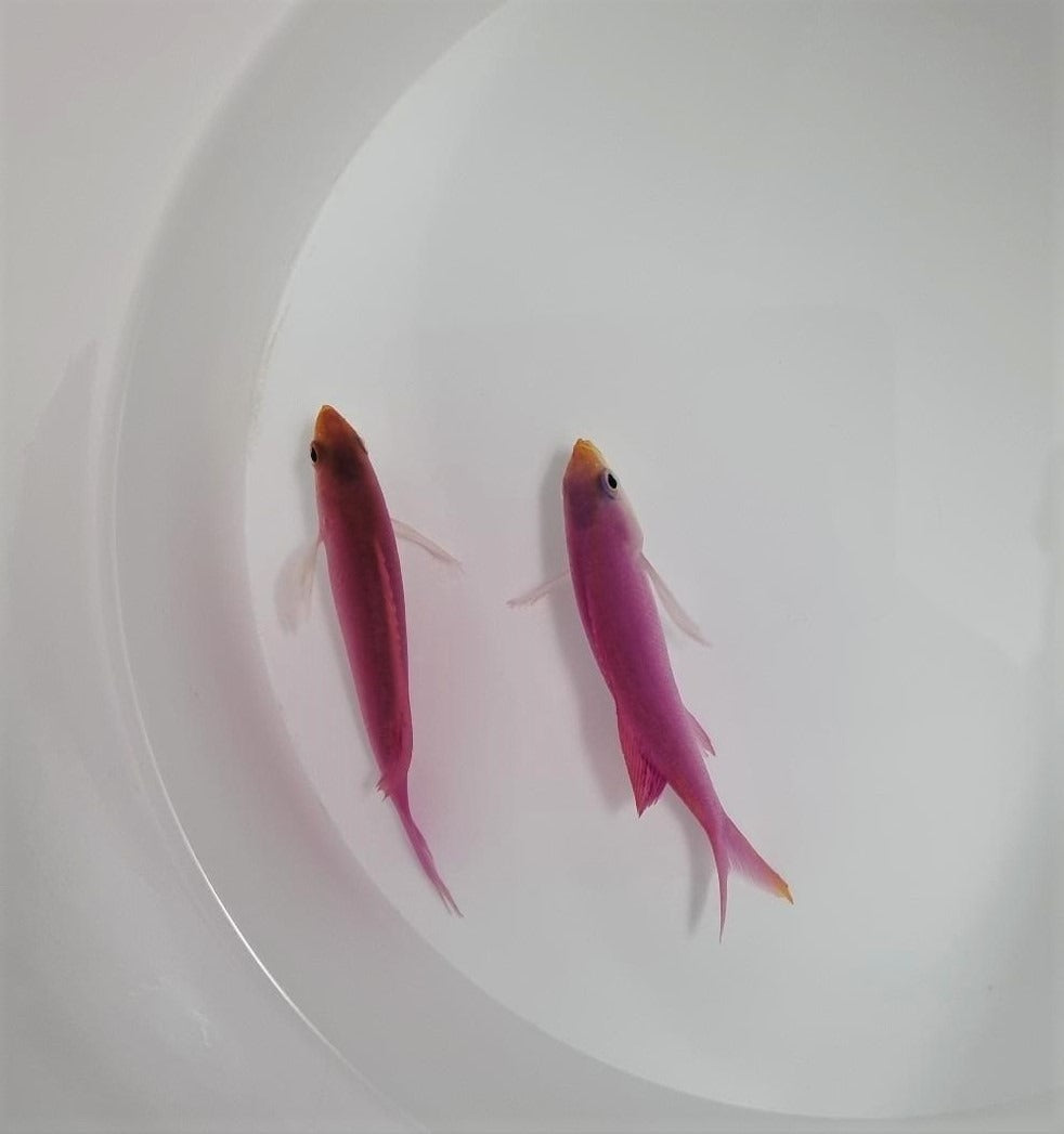 Mirolabrichthys tuka (male)