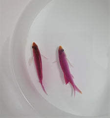Mirolabrichthys tuka (male)