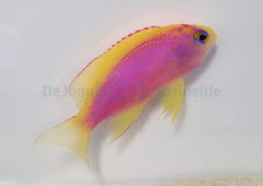 Pseudanthias ventralis (female)