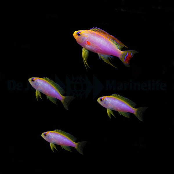 Pseudanthias ventralis (male)