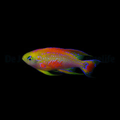 Pseudanthias ventralis (male)