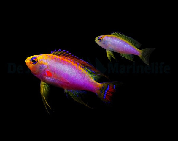 Pseudanthias ventralis (male)