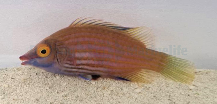 Pseudocheilinops ataenia
