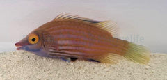 Pseudocheilinops ataenia