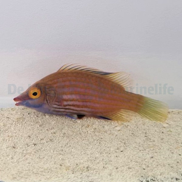 Pseudocheilinops ataenia