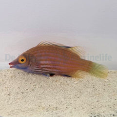 Pseudocheilinops ataenia