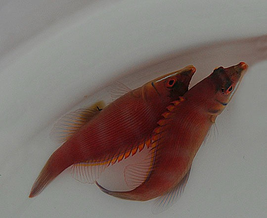Pseudocheilinus evanidus
