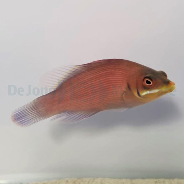 Pseudocheilinus evanidus