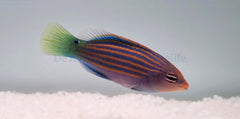 Pseudocheilinus hexataenia