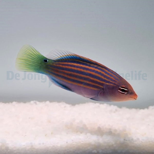 Pseudocheilinus hexataenia