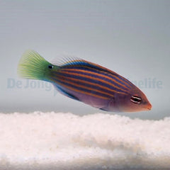 Pseudocheilinus hexataenia